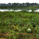Villagers grow watermelon at the construction site of Sky City.